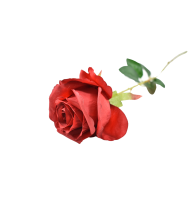 Trandafir rosu 380/10 75x9cm